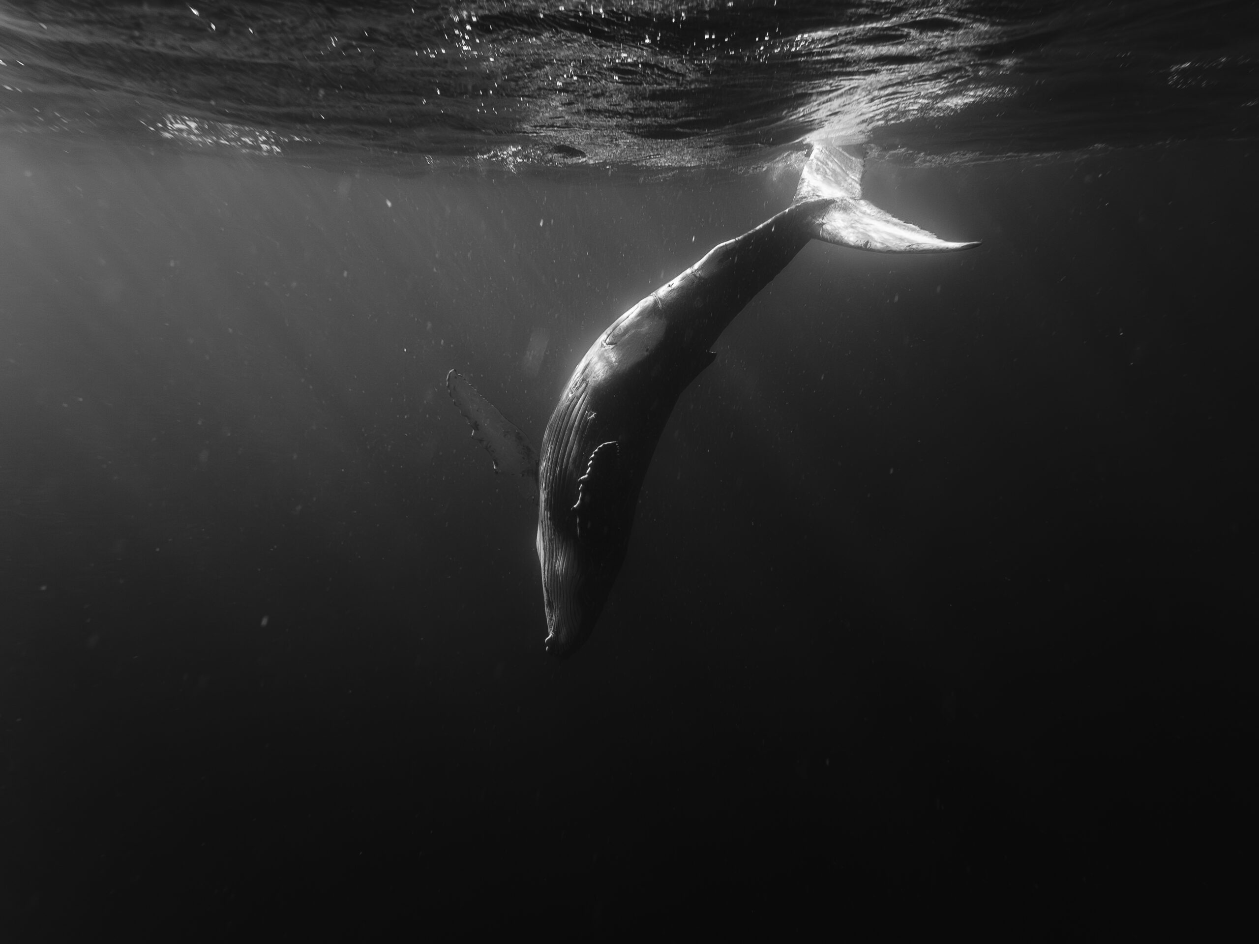 Humpback whale in black and white